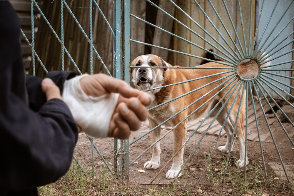 a man with a bandaged hand after a dog bite with dog behind gate