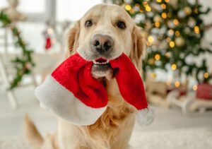 Golden retriever dog holding Santa hat in its mouth at Christmas time in a decorated room with Xmas tree.