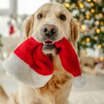 Golden retriever dog holding Santa hat in its mouth at Christmas time in a decorated room with Xmas tree.