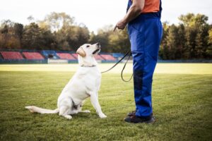 a man training his dog in a stadium