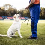 a man training his dog in a stadium