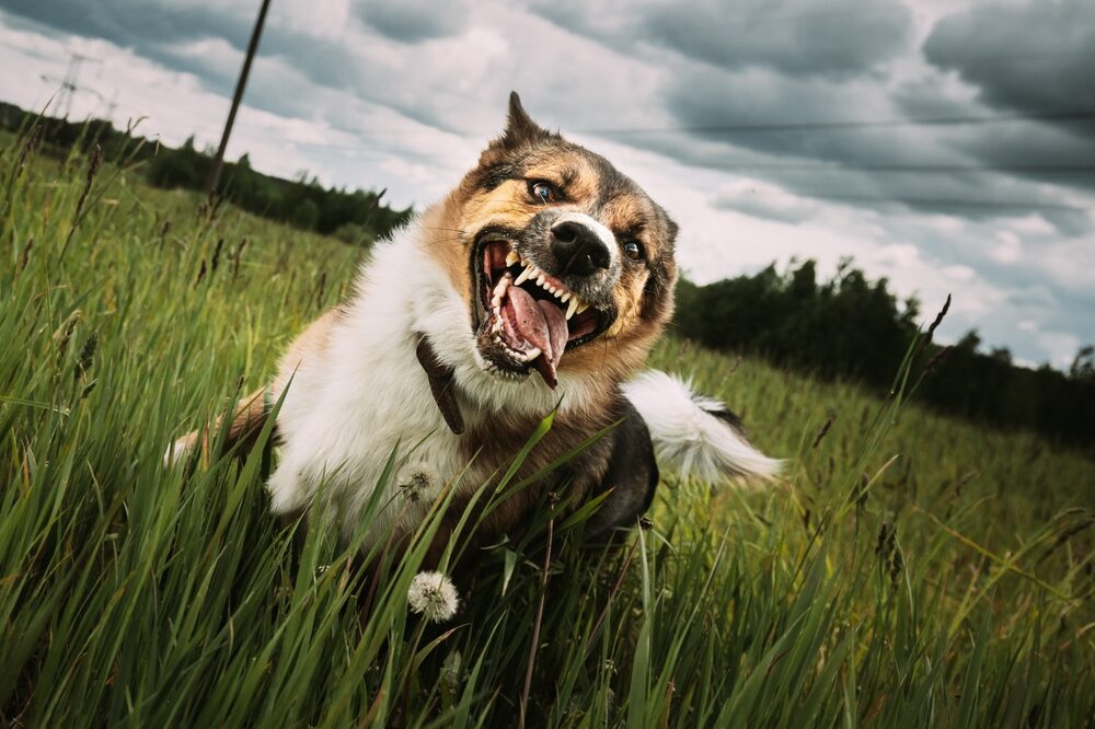 Aggressive Dog Running Outdoors In grass