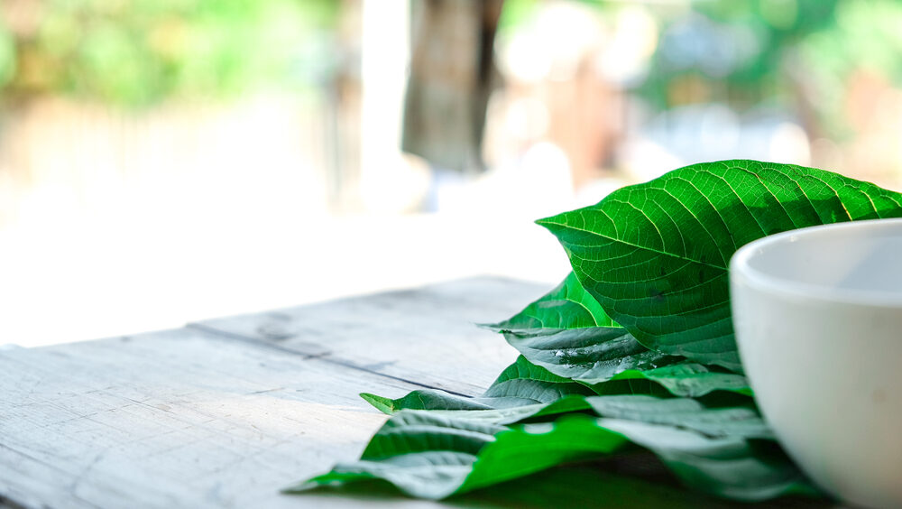 kratom leaves on a wooden table with white cup on them with sunlit background