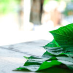 kratom leaves on a wooden table with white cup on them with sunlit background