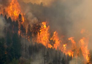 Mountainside of trees engulfed in fire in Montana