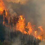 Mountainside of trees engulfed in fire in Montana