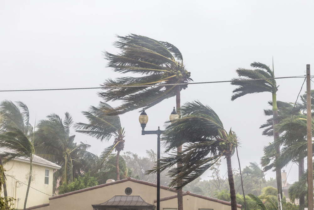 What Did The Hurricane Say To The Coconut Palm Tree