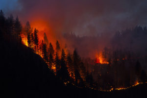 Trees on a hillside burn at night