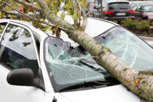 Car damaged from fallen tree